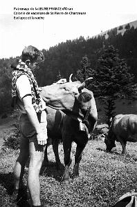 J.P. Esclapez et la vache